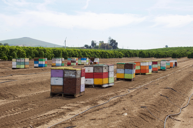 BeeWhereCA's tweet photo. When #beekeepers register their hives using #BeeWhereCA, farmers are better able to do their part to protect #pollinators. #BeeProtected #ItsTheLaw https://t.co/vjWwtQqGak