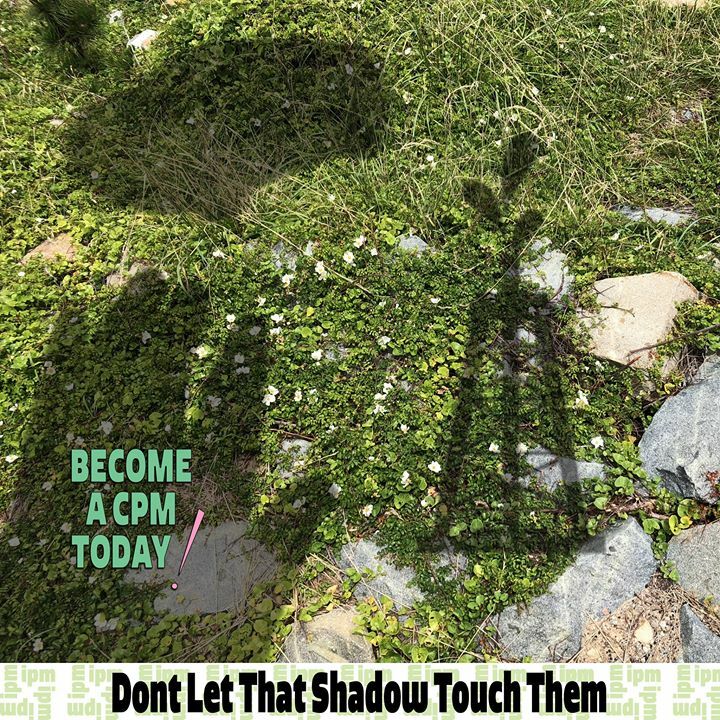 PlantMotivation's tweet photo. Become a Certified Plant Motivator today! join our email list on our website (in bio) or dm us to set of a remote session. 
.
.
.

#bloom #flower  #pollen #finger #intimate #touch #empathy #IPM #join #training #zoom #onlineeducation #motivation #health #… https://t.co/1NQuhrI0fo https://t.co/6fb6W48ar4