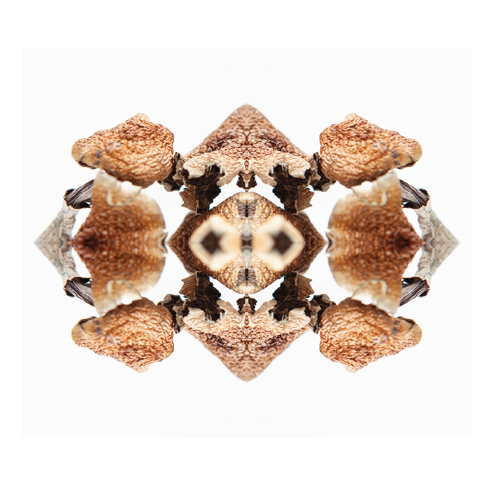 MoonlanderOne's tweet image. Maybe this 🍄 is just a reflection of who you are