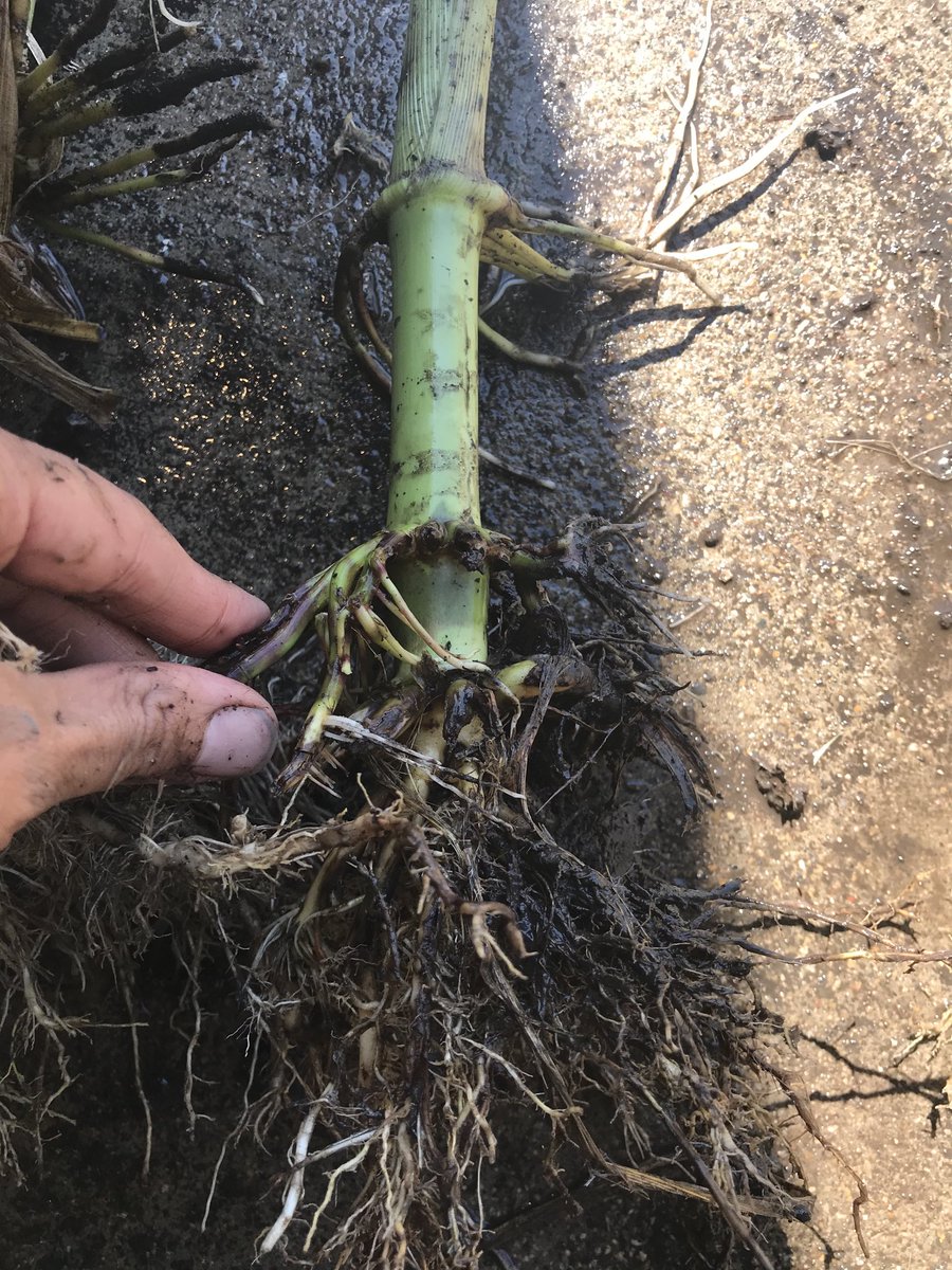 Victoria Kleczewski tweet media