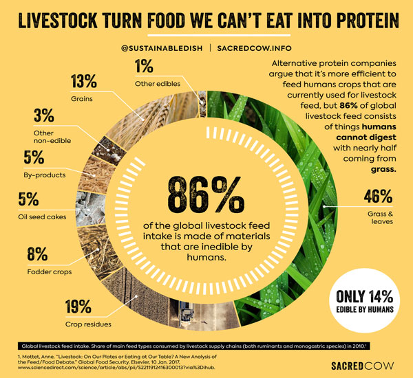 Farmers and producers use byproducts inedible by humans to feed livestock. In fact, 86% of global livestock feed is not human edible. This material can come from many different sources including restaurants, grocery stores and retail businesses. 11/