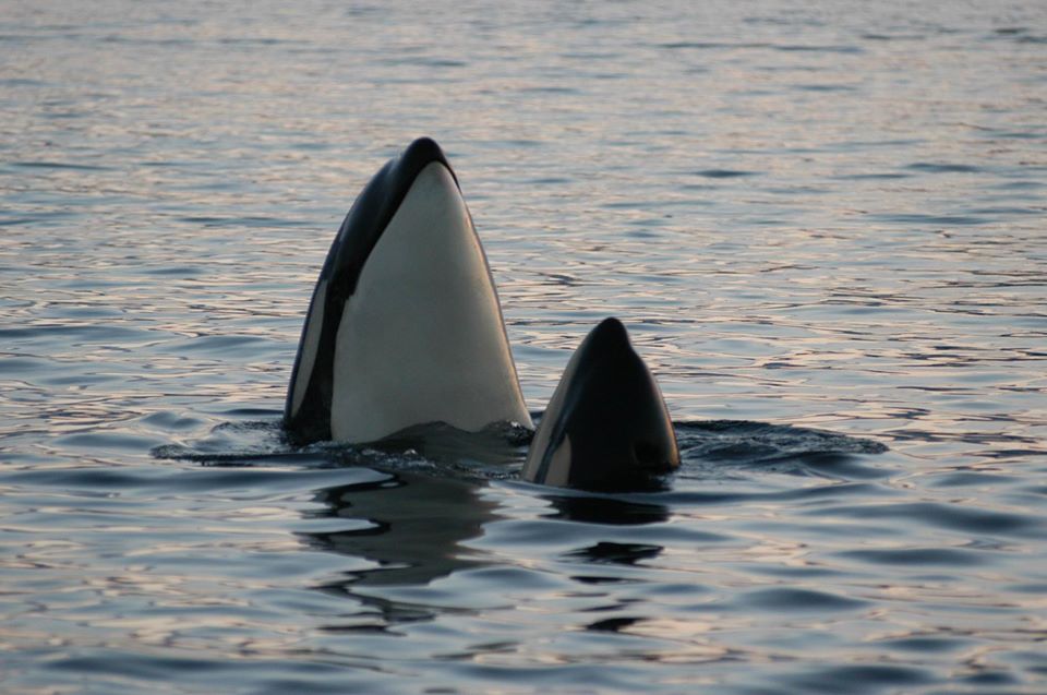 OrcaWeek's tweet photo. Caption? Orca calf saying to parent (or visa versa)? #orcaweek #orcatoons
photo Marco Schulenburg https://t.co/Uky1QRvJEr