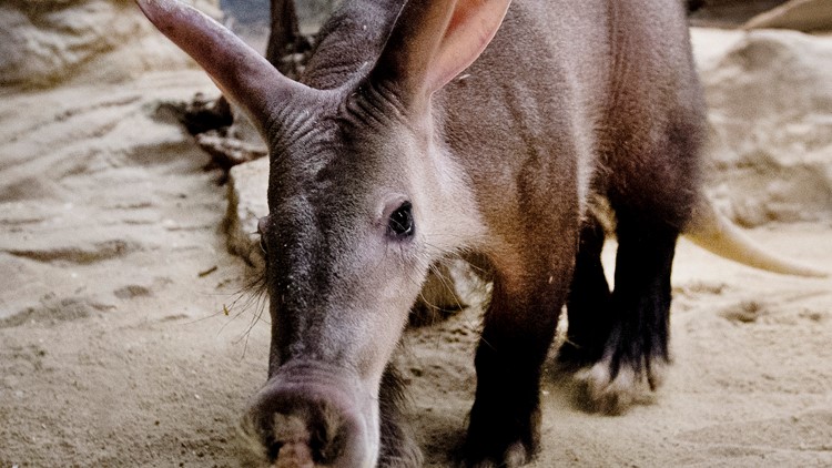 THV11's tweet photo. VERIFY: Logo on COVID-19 testing site is an aardvark, not the god of death

https://t.co/BEZZzssC1W https://t.co/JJQPuOZHhx