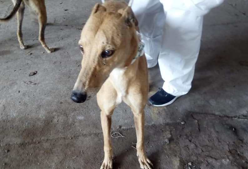 ElReporterocl's tweet photo. Rescatan 59 perros que estaban hacinados en una vivienda en #IsladeMaipo - https://t.co/mkJRVaCZlp https://t.co/lUMqSCAwBG