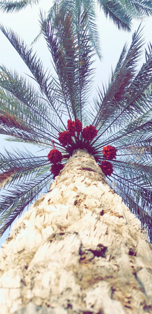 oman933155's tweet photo. #تصويري https://t.co/uFd0KVmord