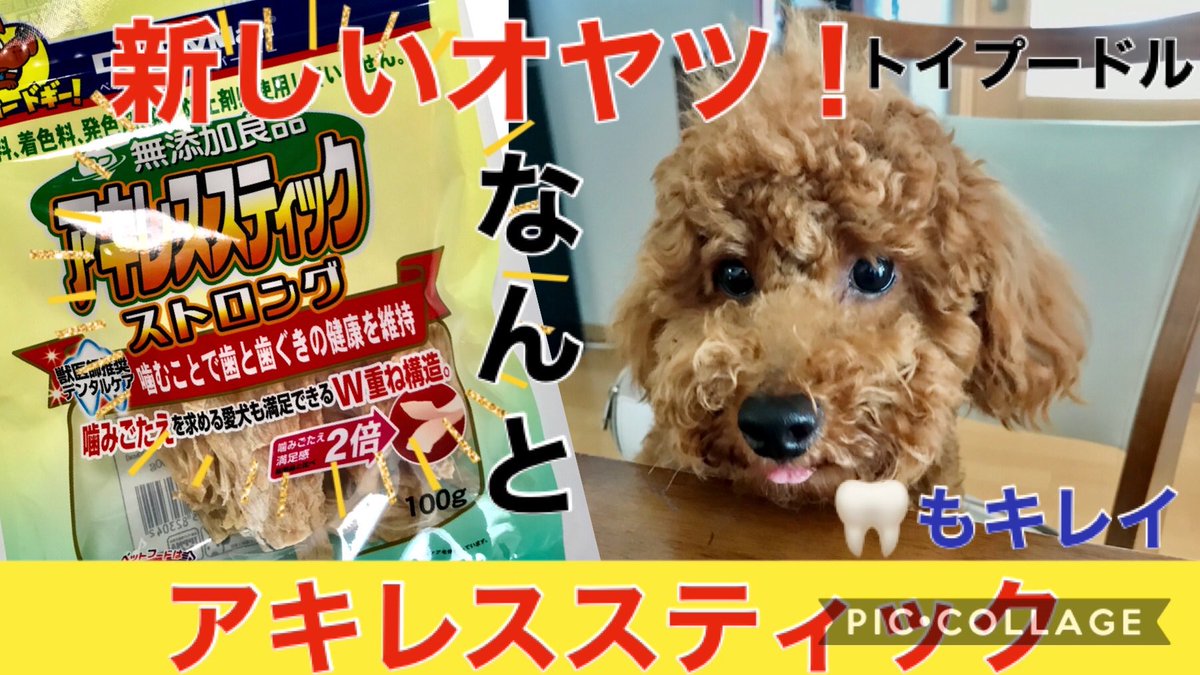 PekoTw's tweet photo. 新しいオヤツのアキレススティックストロング！！噛みごたえあり、予想外！！ おまけあり☆【toy poodle】 

https://t.co/HLcmr3uLwa 

#犬
#トイプードル https://t.co/Hn63tD80b0