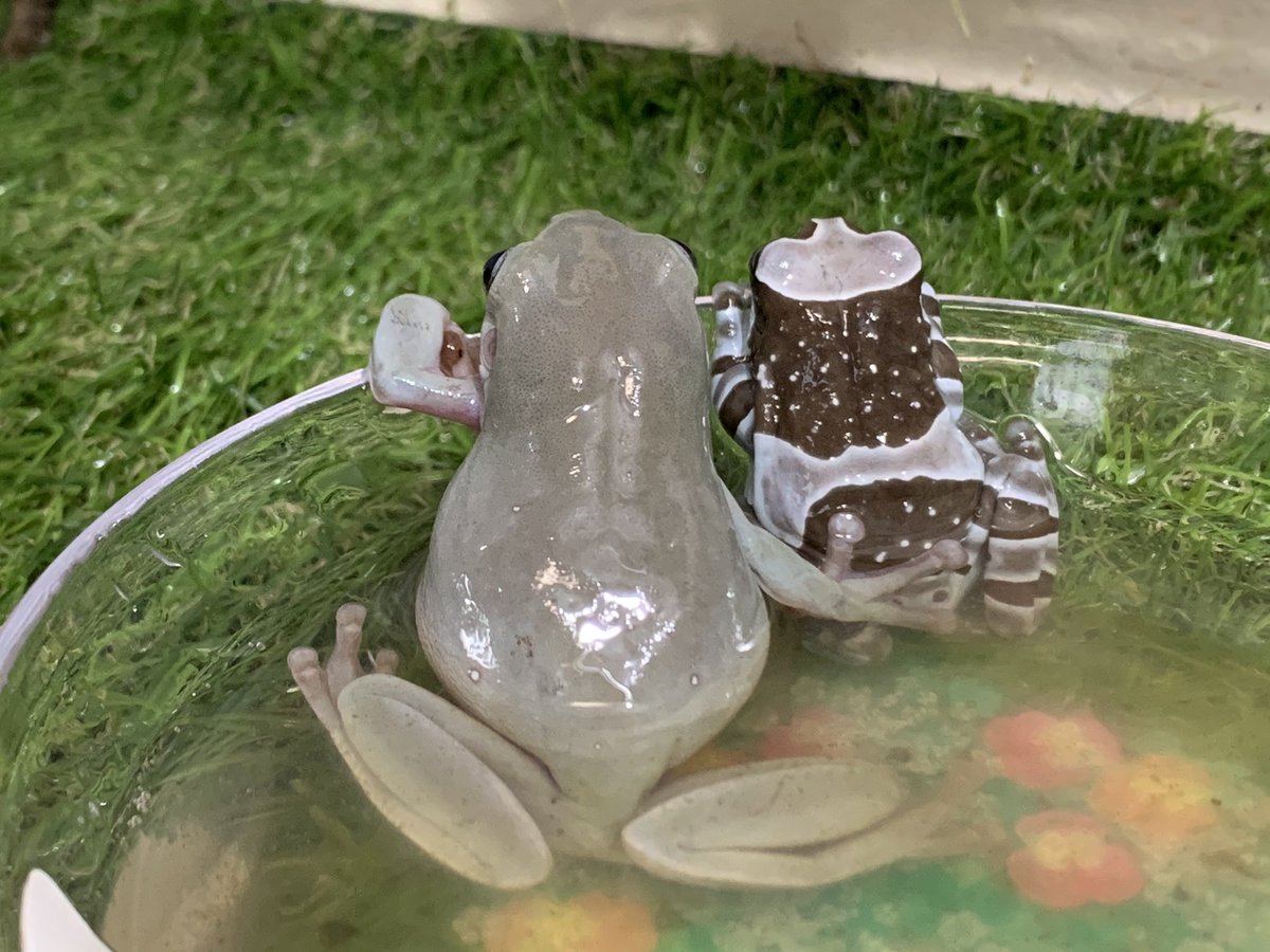 ぴよ カエルと暮らす Sur Twitter 水の中ならバレないと思ってるのかセクハラしてる所を激写