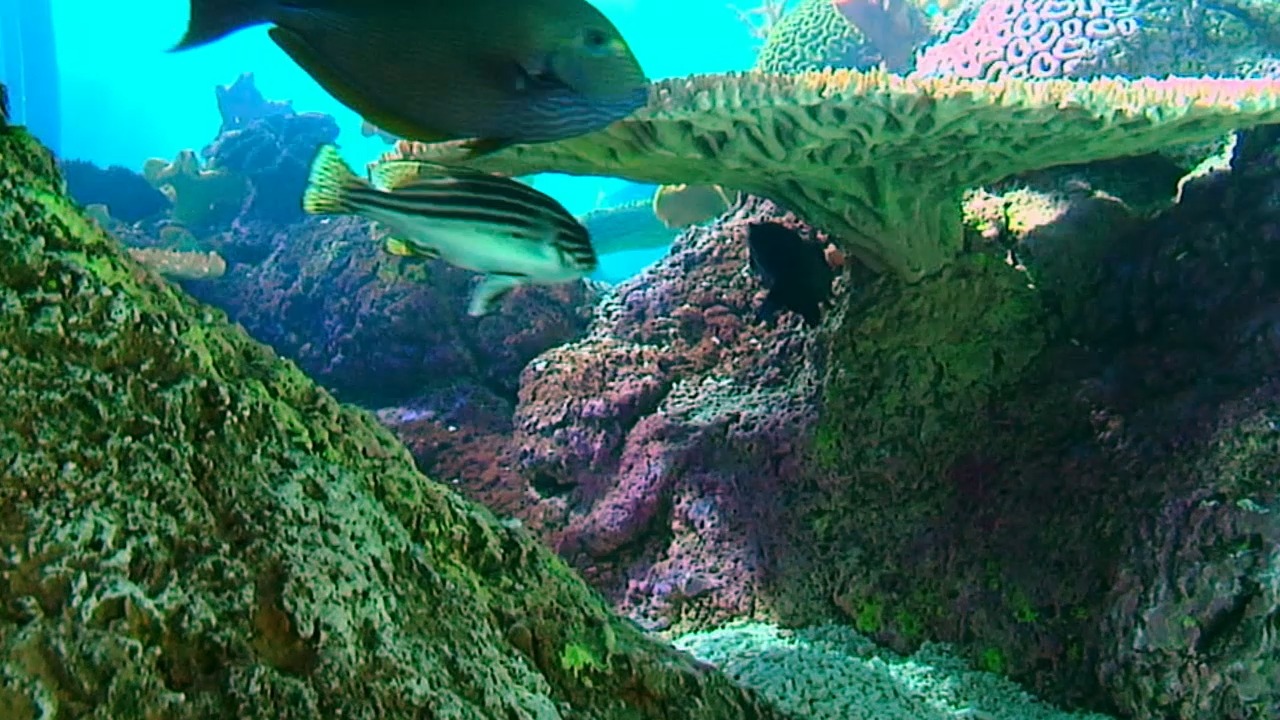 Shedd Aquarium on Twitter "Corals are not plants—they're animals that