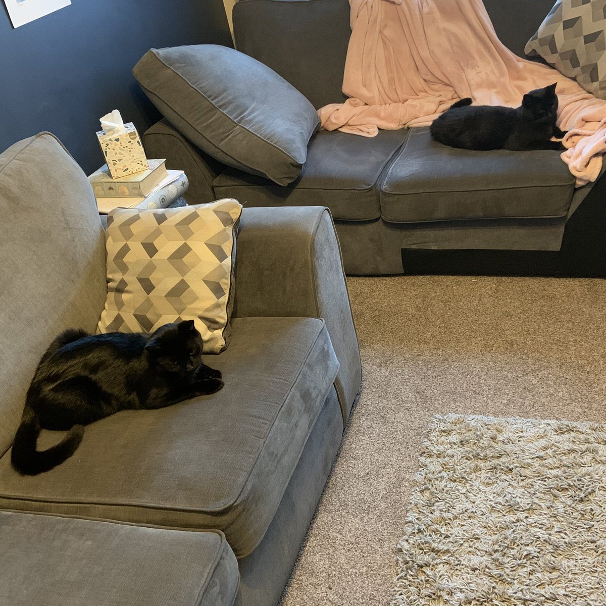 catashians's tweet photo. Yesterday was our four year anniversary of coming to live with our human. She got us treats and toys, here we are all partied out 🥰 #blackcats #catsoftwitter #happygotyouday #anniversary #foreverhome https://t.co/vmGNlzELdy