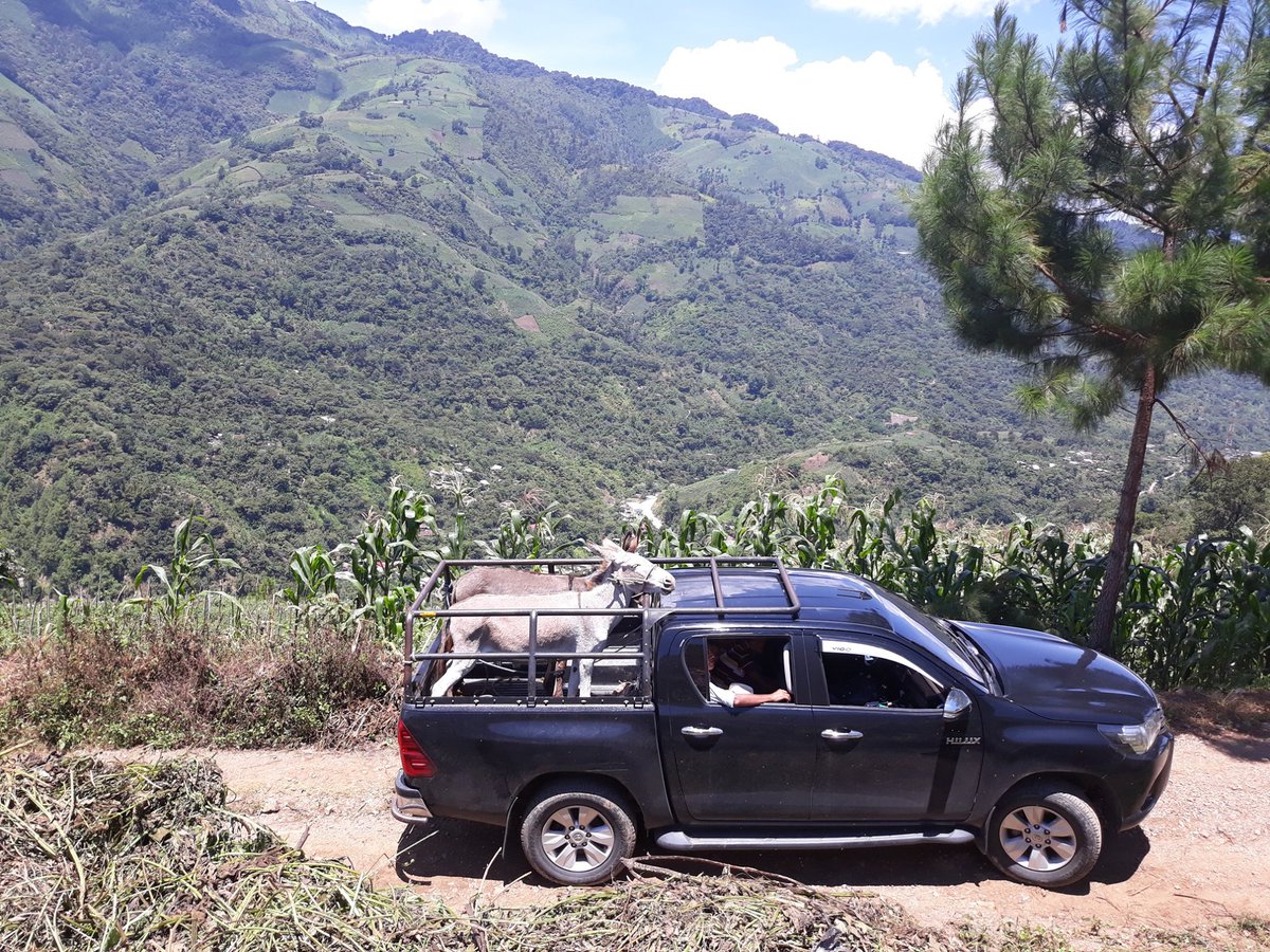 Por falta de transporte colectivo, Padre Denis García, párroco de la iglesia católica de Tamahú, regala 2 bestias de carga para transporte de productos agrícolas y traslado de enfermos a habitantes de aldea Sesoch, uno de los más lejanos de ese municipio.