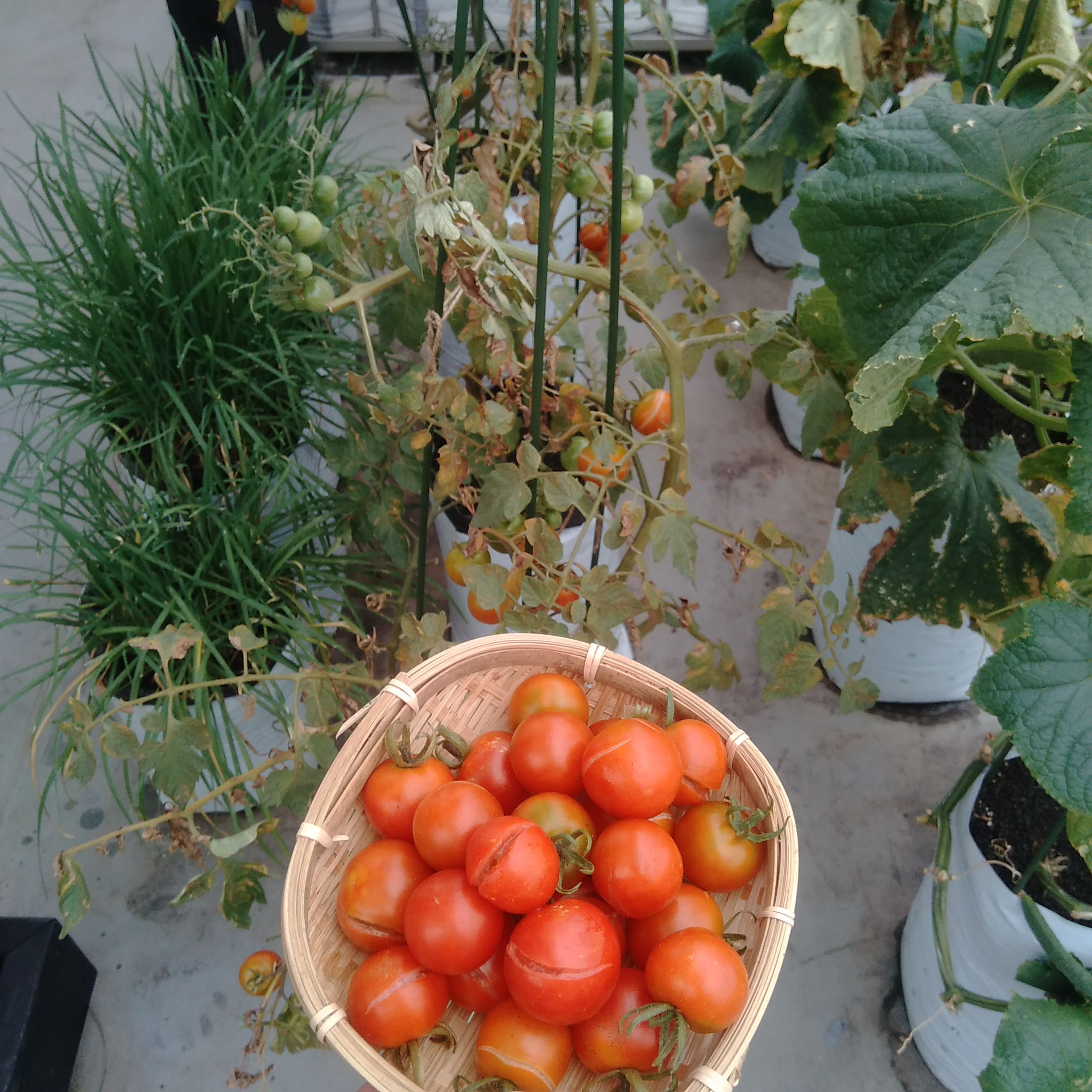 Twitter 上的 袋栽培のtheskyfarmers ついに力尽きました 今シーズンもごちそうさまでした 袋栽培 Plantgrowbags ミニトマト シュガーランプ アタリヤ 収穫 家庭菜園 ベランダ菜園 プランター Theskyfarmers T Co Qqyu1cs8wa T Co