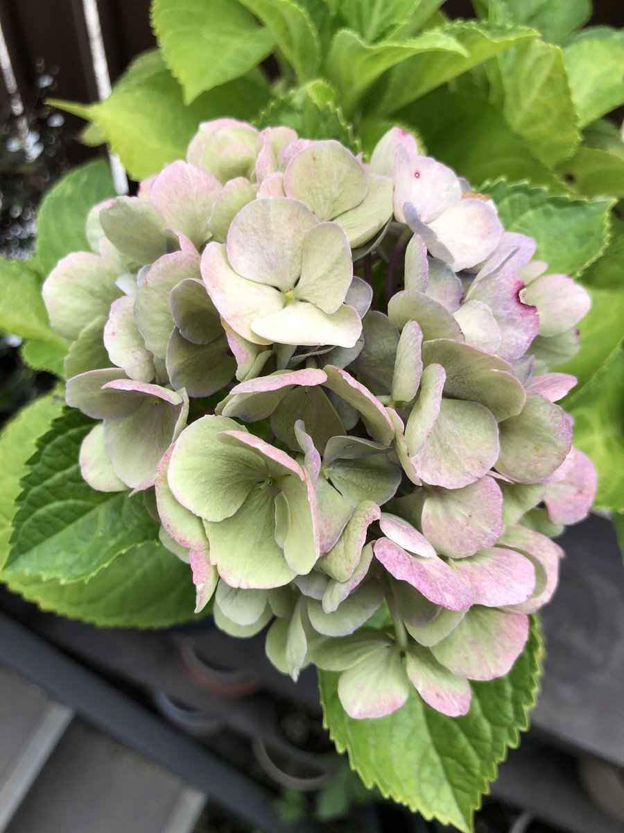 紫陽花西安 紫陽花西安