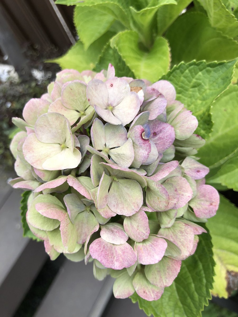 紫陽花西安 紫陽花西安