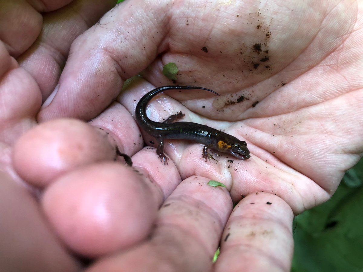 HerpGSU's tweet photo. Two interesting #salamanders from Swain County, NC, about 5 hours to our north. #Plethodon jordani (L) and its mimic #Desmognathus imitator (R). We have 149 specimens from the jordani complex but only 1 D. imitator. Photos by Dr. Ray Chandler. #amphibians #herpetology https://t.co/evDzBfhf3w