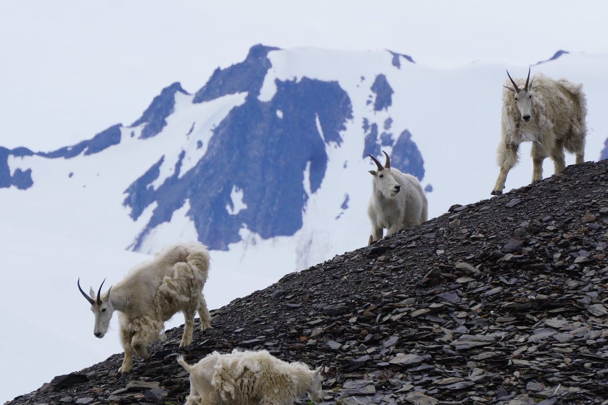Mountain goats are adapted to life on steep, rugged terrain. Imagine what it would feel like to look down on the fjords from a mountain goat’s perspective. Consider what it takes for them to survive in this environment. How are you like a mountain goat? #kenaifjords #goat