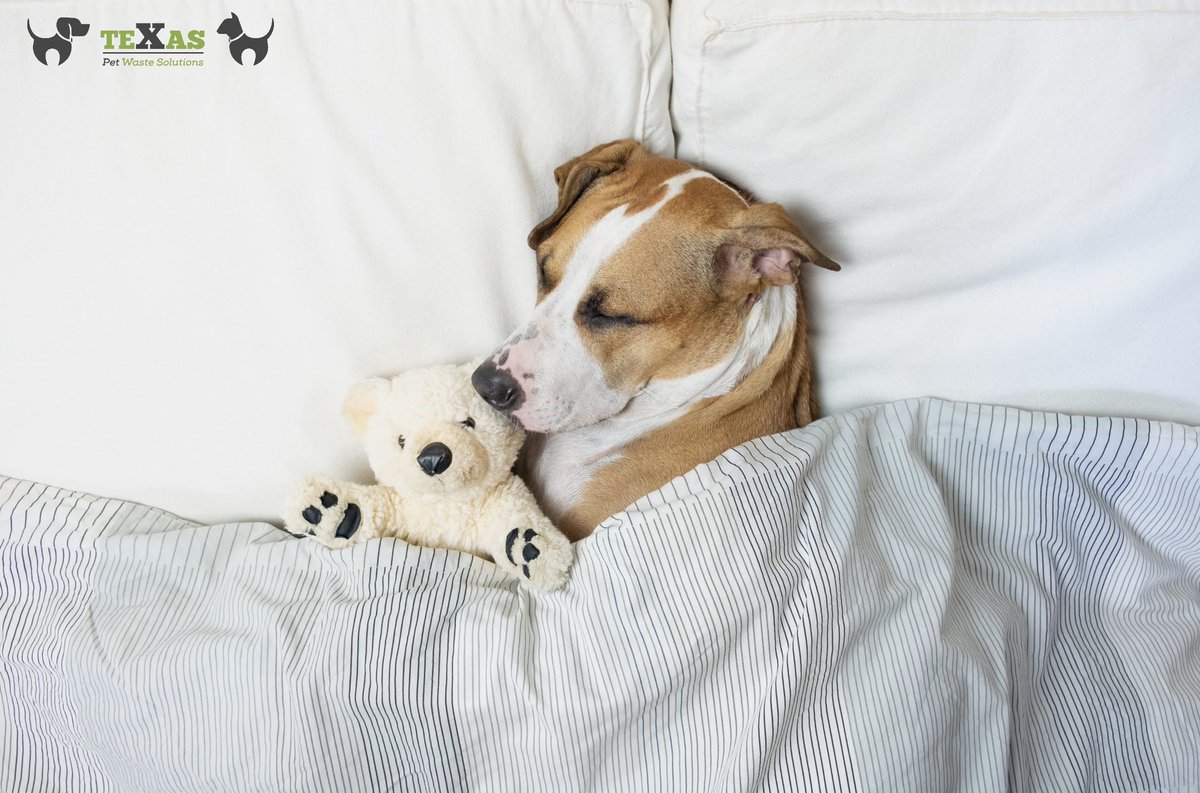 Your dog becomes a part of our family when you join

Contact/ Follow Us:
Phone: (281) 760-3191
Website:texaspetwastesolutions.com
.
#pethealth #dogboarding #dogfood #petlover #doglife #doggy #dogdaycare #vet #catlover #petstore #dogwalking #mychemicalromance #texaspetwastesolutions
