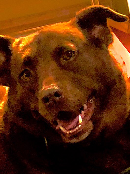 EDynamis4me's tweet image. #snootaboop