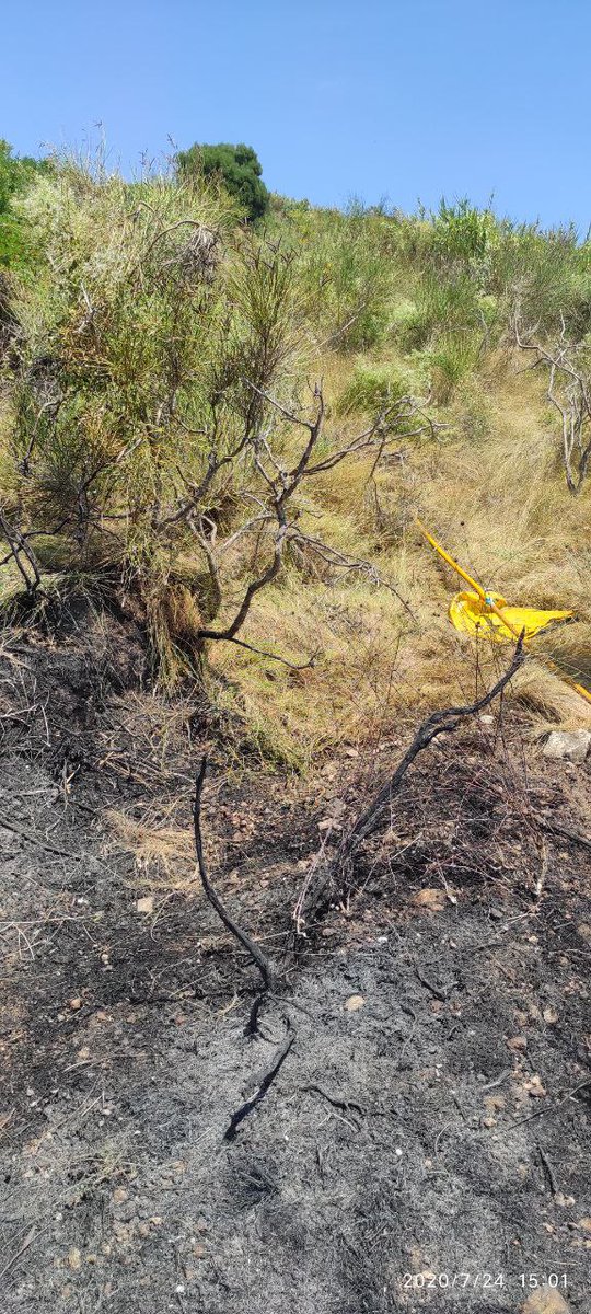 Als focs que avui <a href="/bomberscat/">Bombers</a> ha anat al voltant de BCN es fa evident el k venim dient de la càrrega extrema d'herba ja seca després d'una primavera tant humida. El matollar verd tot just sobresurt per sobre aquest herbassar groc