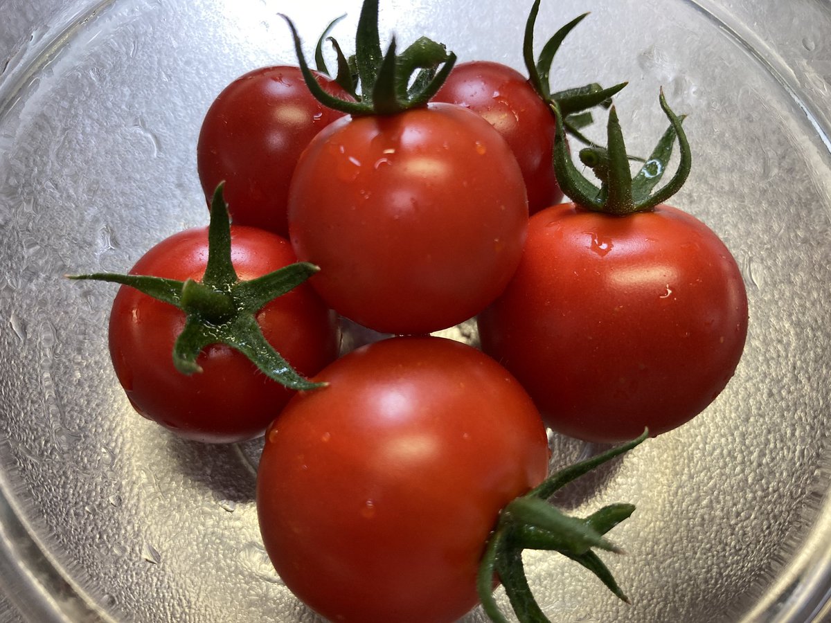 Yuko 家庭菜園 今年は色々と枯らしてしまって失敗な感じ ミニトマト6個だけ収穫 家庭菜園 ベランダ栽培 プランター栽培 菜園 ミニトマト