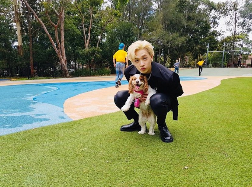 берри бан чана. берри бан чана. собака бан чана берри. бан чан стрэй кэтс. собака чана.