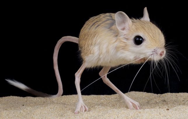 Emily ( @EmilyIsRoot) as a jerboa- not a lot of reasoning for this- both smol, cute, would cuddle- apparently it hops, kind of like how Emily hops from one conversation topic to another