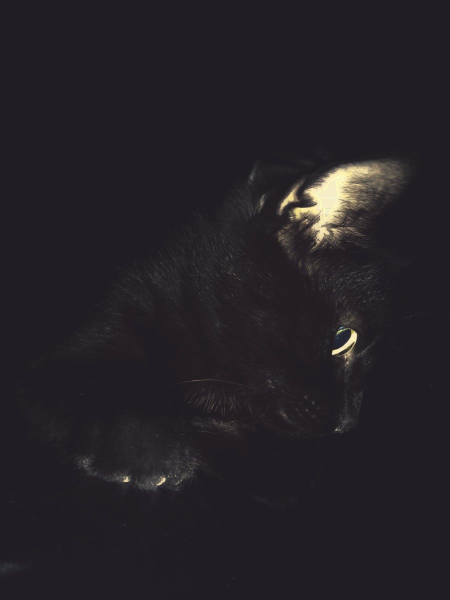 operativeZero8's tweet photo. #gatos #operativezero8 #animales #fotografia https://t.co/G1CjBFroWm