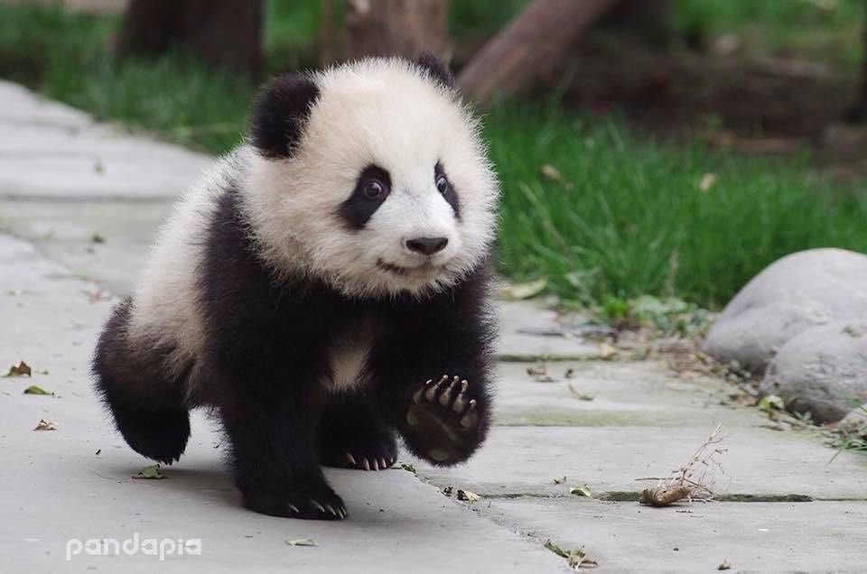 Jasmine ( @We_KUN_do_this) as a baby panda- eats bamboo like jasmine consumes spicy stuff- “bro”- idk I just can see it