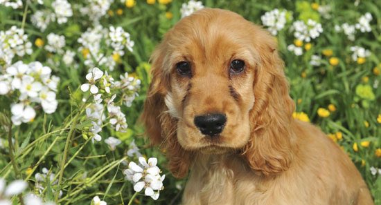 Rin ( @lwjsrin) as a cocker spaniel- curls !!- I couldn’t find a good HD picture so show the curls but - cuties, funny- I’ve never had a cocker spaniel so idk their personality but I feel like it would fit