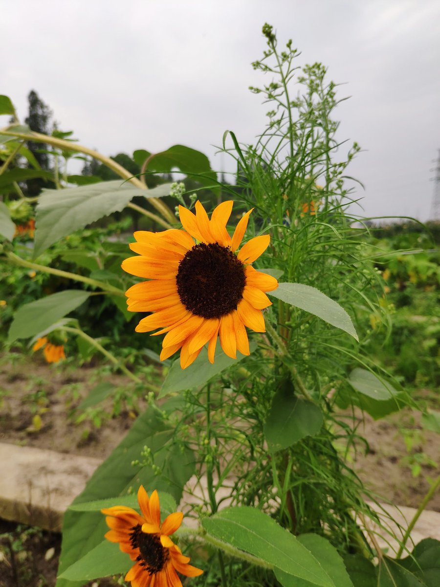FolkChinese's tweet photo. Good morning, sunflower. https://t.co/DathPkBY90