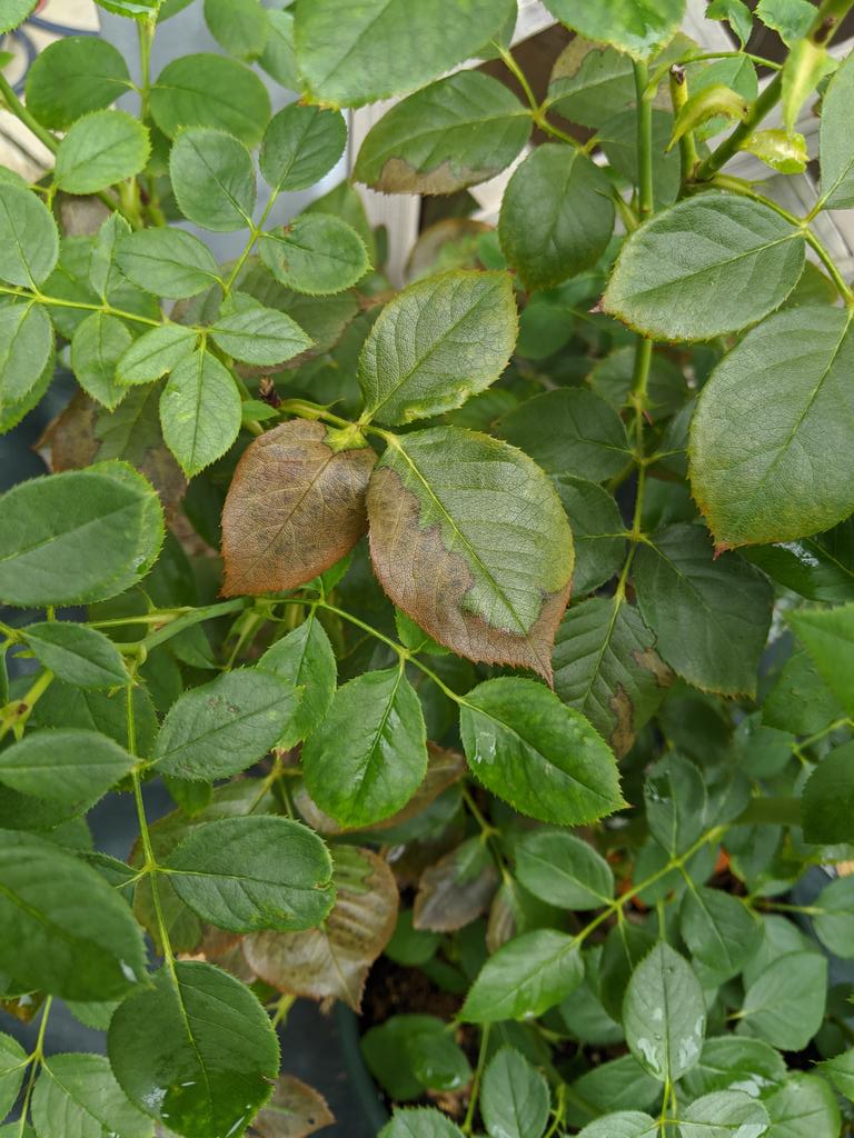 褐斑病 Twitter Search Twitter