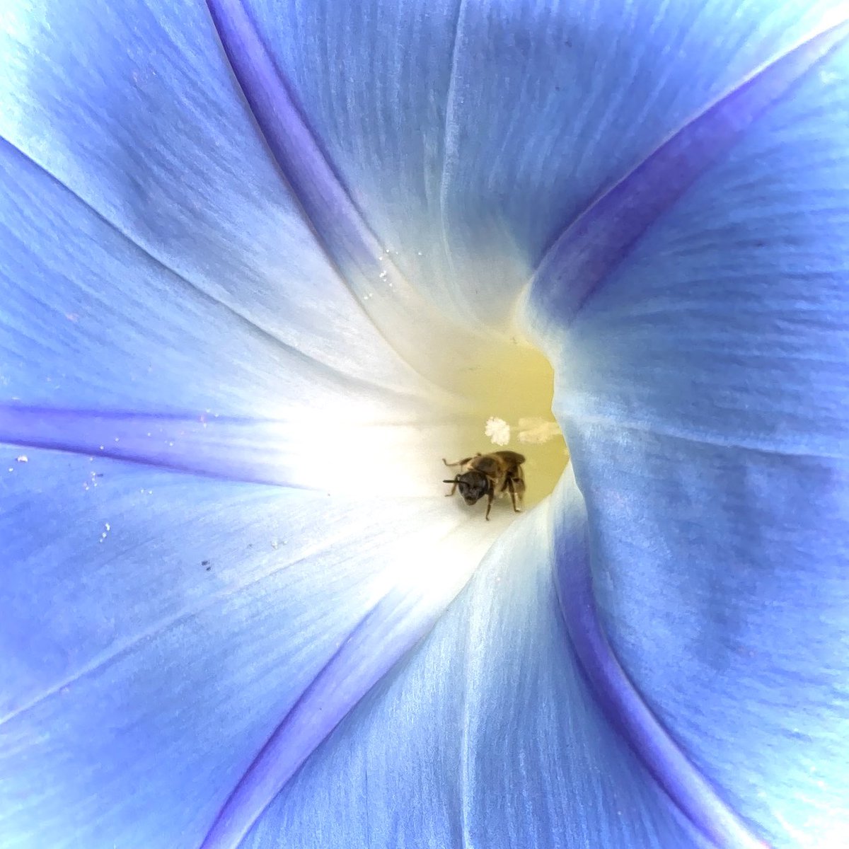 morning glory flower blue flower plant leaf no humans blurry  illustration images