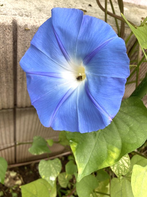 昨日撮ったアサガオの写真にうつり込んでました。 