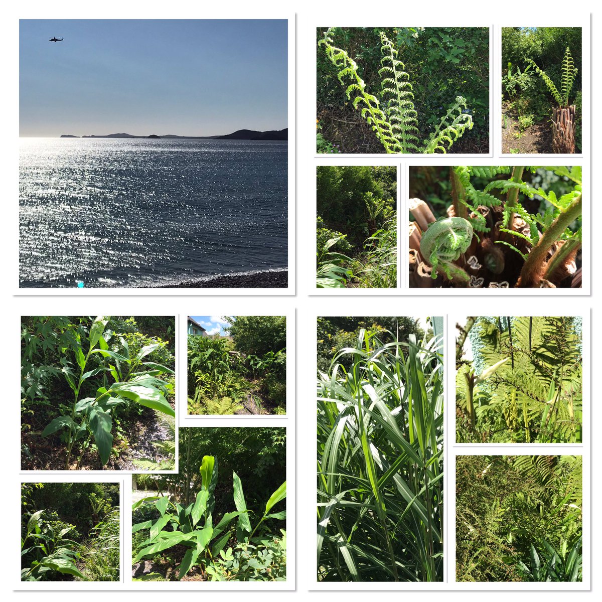 TheWorcsGarden's tweet photo. In the #Pembrokeshire garden this week for #SixOnSaturday
• #TreeFern more fronds👏🏻
• #Gingerlilly ...looking good 👍🏻
• #Roscoea hmm needs more room🤦♀️
• 🌟coastguard rescue at #Newgale
• 1st #Hibiscus flower 😎
• #Peacock #Butterfly ❤️on #Buddleia
#ThePembrokeshireGarden https://t.co/os6w9cJni2