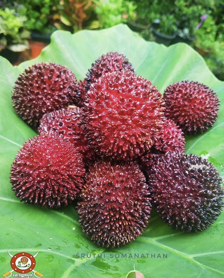 KEKFamily's tweet photo. #KEKphotography
Pulasan Fruit
©Sruthi Somanathan
#fruit #pulasan #photographer #photography #Photos #food #foodiesofinstagram #FoodTheory #Foodtruck #foodpanda #godsowncountry #Kerala #keralafood #agriculture #farming #homefresh #freshfromhome https://t.co/gaYy4P78hI