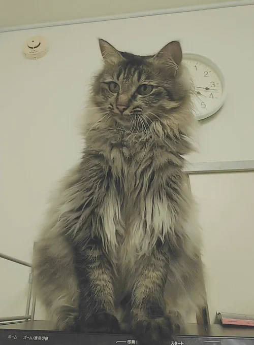 正面から見ると間違いなく猫なんだけど(多分)(自信薄)、側面から脚裏の黒い毛並みが見えフォルムも丸くなると、途端にたぬき度がマシマシになる 