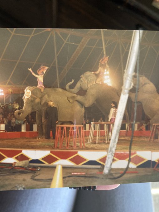 Circus Vargas 1980s 🐘 ❤️ https://t.co/HzX3qMFU4u