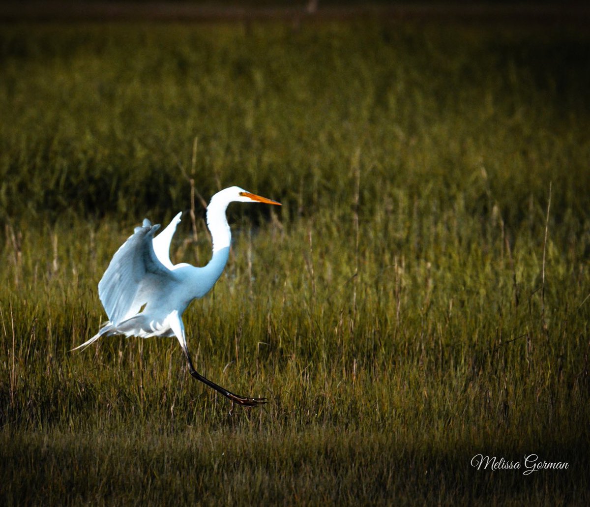 melissagorman72's tweet photo. “Just Keep Moving Forward” 🏃🏻 
#melissagormanphotography 

#photography #nature #naturephotography #naturelovers #njnature #cranes #wildwoodsnj #njspots #birdsofinstagram #birdphotography https://t.co/TuBg9oeuHM