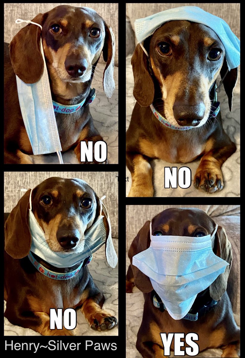 Silver_Paws_TX's tweet photo. The correct way to wear a mask. Our elementary friends can learn from Henry. https://t.co/aqe8Nz5JO7