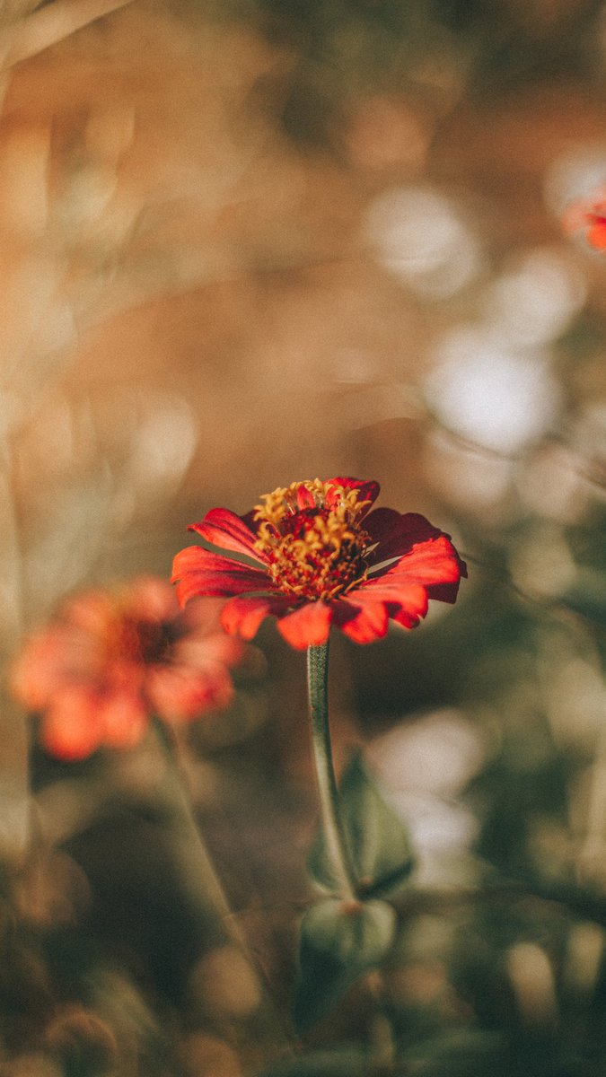 dennysL's tweet photo. Tirei essas 4 fotos hj na rua ❤️
Se alguém ama fotografar frores esse alguém sou eu
Ps: usem como wallpaper plsss ❤️🌺 https://t.co/3FNP6LCDzW