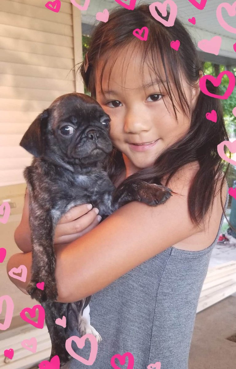 MyPugPua's tweet photo. We got Pua today! #puglife #puglove #mynewpug #puaadventures #babypug #pugbaby #brindlepug #brindlepugpuppy #pug #pugsnotdrugs #pugcentral #pugnation #pugmania #puggie #pugoftheday #pugpuppy #puppylove #brindlepuppy #brindledog #brindle #disneydogs #dogsofdisney #disneypugs https://t.co/LDy3hdxZi9