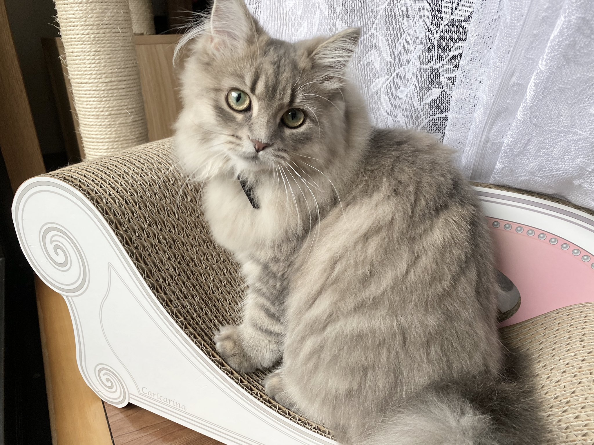 リリィ サイベリアン 可愛い首輪をつけても動くと一瞬で消えてしまう長毛種あるある リボン見えないけどリィちゃん天才的に似合うね 猫 猫のいる暮らし サイベリアン T Co Y9u4n0uqe2 Twitter