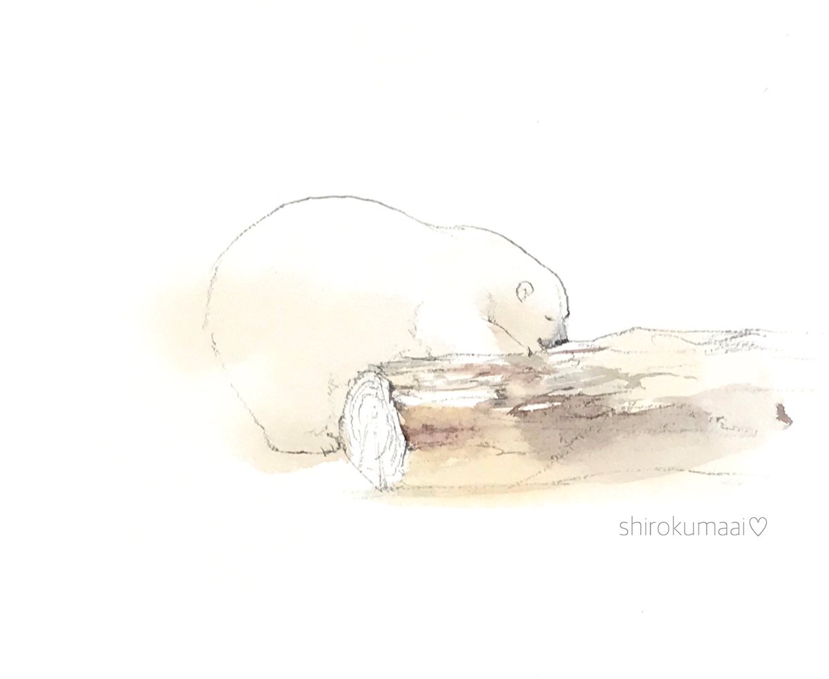 ホジホジして遊ぶよ 円山動物園 リラ ホッキョクグマ シロクマ 中村 愛のイラスト
