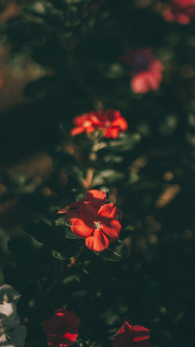 dennysL's tweet photo. Tirei essas 4 fotos hj na rua ❤️
Se alguém ama fotografar frores esse alguém sou eu
Ps: usem como wallpaper plsss ❤️🌺 https://t.co/3FNP6LCDzW