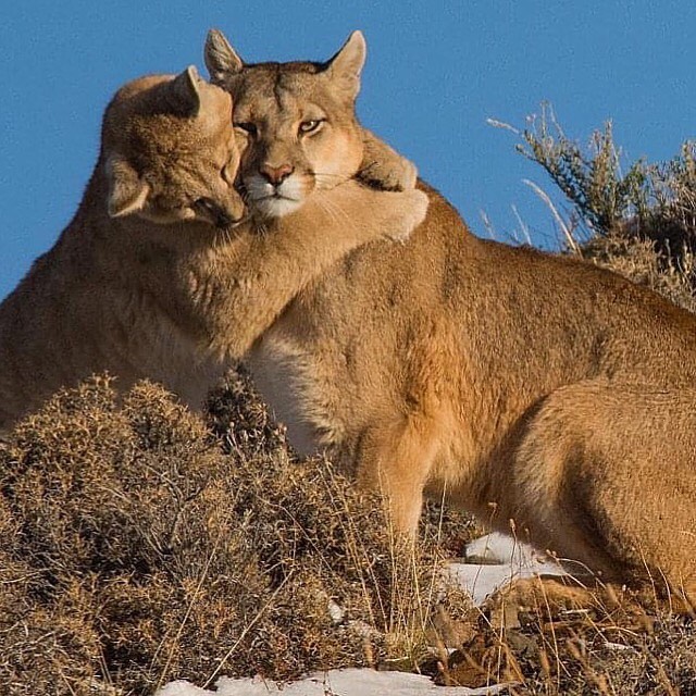 Antorchas oveja Vigilancia تويتر \ Magallanes Experience على تويتر: "Una hermosa imagen de una familia  puma por parte de Wayajapuma. #MagallanesExperience https://t.co/jBw7me7U3t"