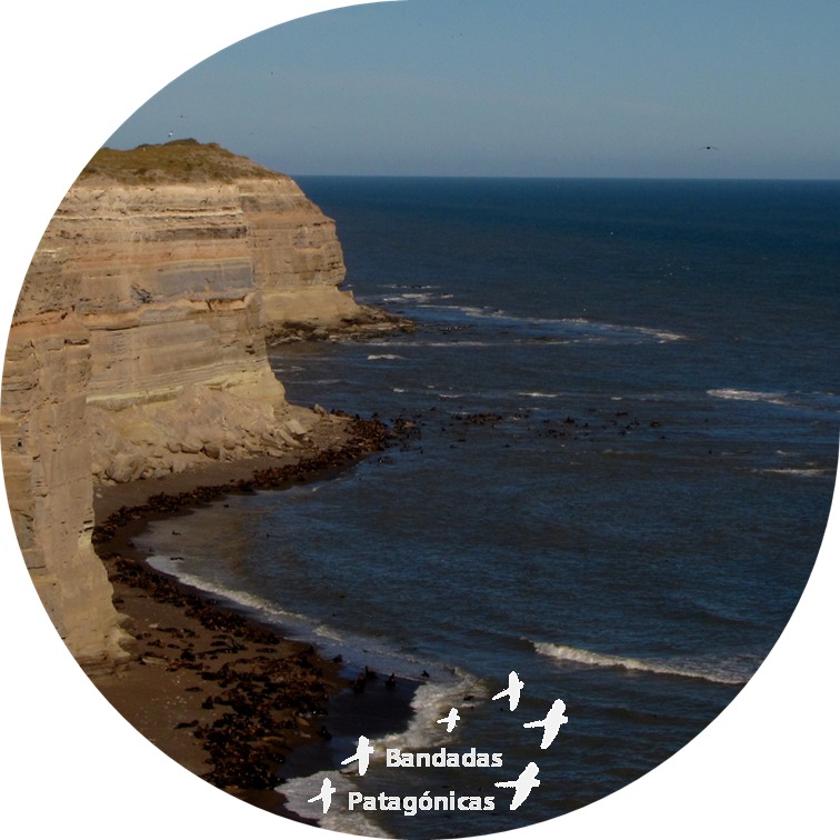 BandadasP's tweet photo. ¡Qué ganas de visitar la Reserva Punta Bermeja! Miles de Lobos marinos y Loros barranqueros!!#aves #loros #fotografia #birdlife #patagonia #viedma #patagones #balnearioelcóndor #birding #wildlife #vidasilvestre #naturaleza #avesargentinas #conservation #environment #travel https://t.co/uwKtFP7erW