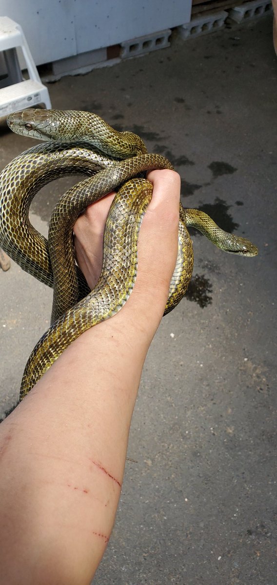 トップ ５月頃に捕獲したアオダイショウ 今日 産卵しました 有精卵かしら 恥ずかしながらヘビの繁殖は初体験ゆえにこれから勉強しながらやっていこうと思いますので 続報をお待ち下さい ツイレポ