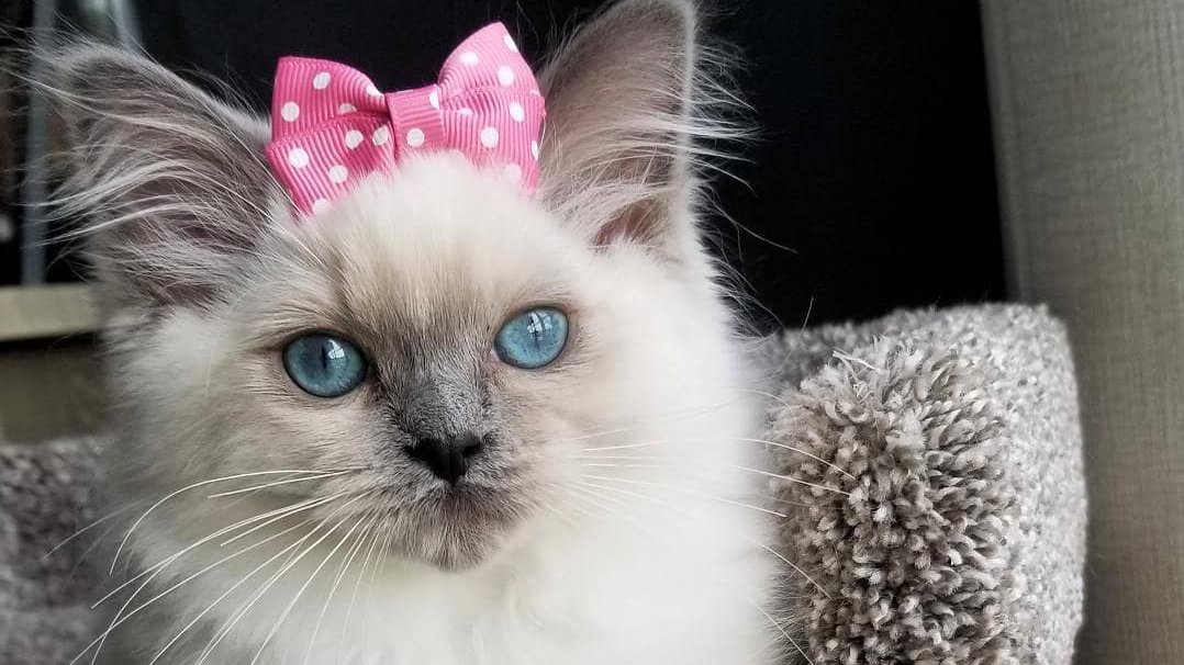 How do I look like?
😹😼💕😻😻💕😼😹🐈😽
#ragdoll #cats #kitten #beautifulragdoll