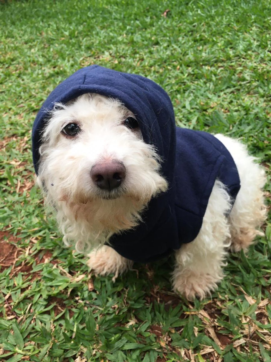 legalmentemoro_'s tweet photo. HOLAAA GENTEE
Mi hermanita tiene un don y es ré emprendedora. Ahora hace ropita para perritos y gatitos.
Queremos que con este cambio de clima estén abrigaditos 🥰
Consultas con Lauri al 0986 911 102.
¿Nos ayudan con un RT? 😁 https://t.co/l6bHc9ADzd
