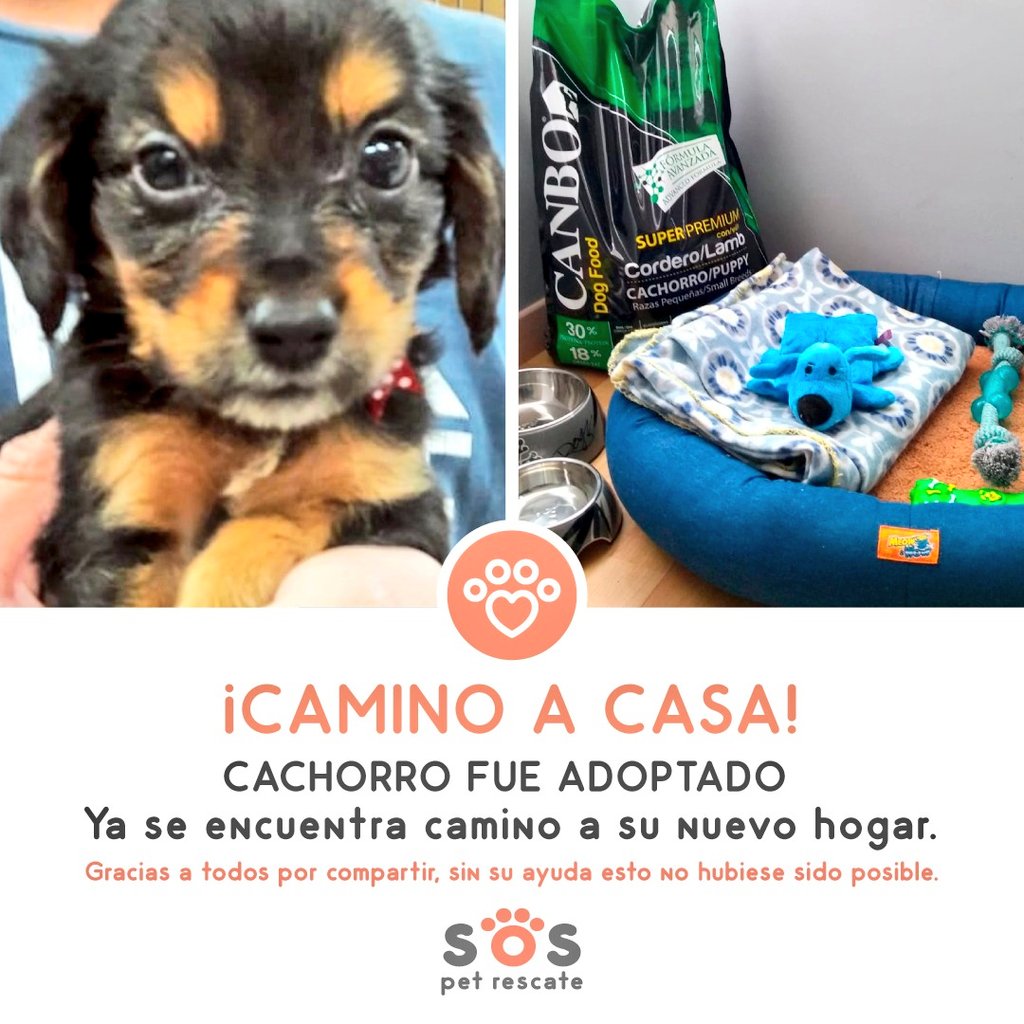 incondic_peru's tweet photo. #ADOPTADO!💕🐶
El pequeñín ahora se llama #Tevie y fue adoptado por la señora Silvia Céspedes,  estamos muy felices por darle la oportunidad a este bebé a formar parte de su familia. 
#AdoptarSalvaVidas #Rescatados #PetLover 
#Familia #Pupy #Adopta #AmorDelBueno https://t.co/zBAQDhOBFB