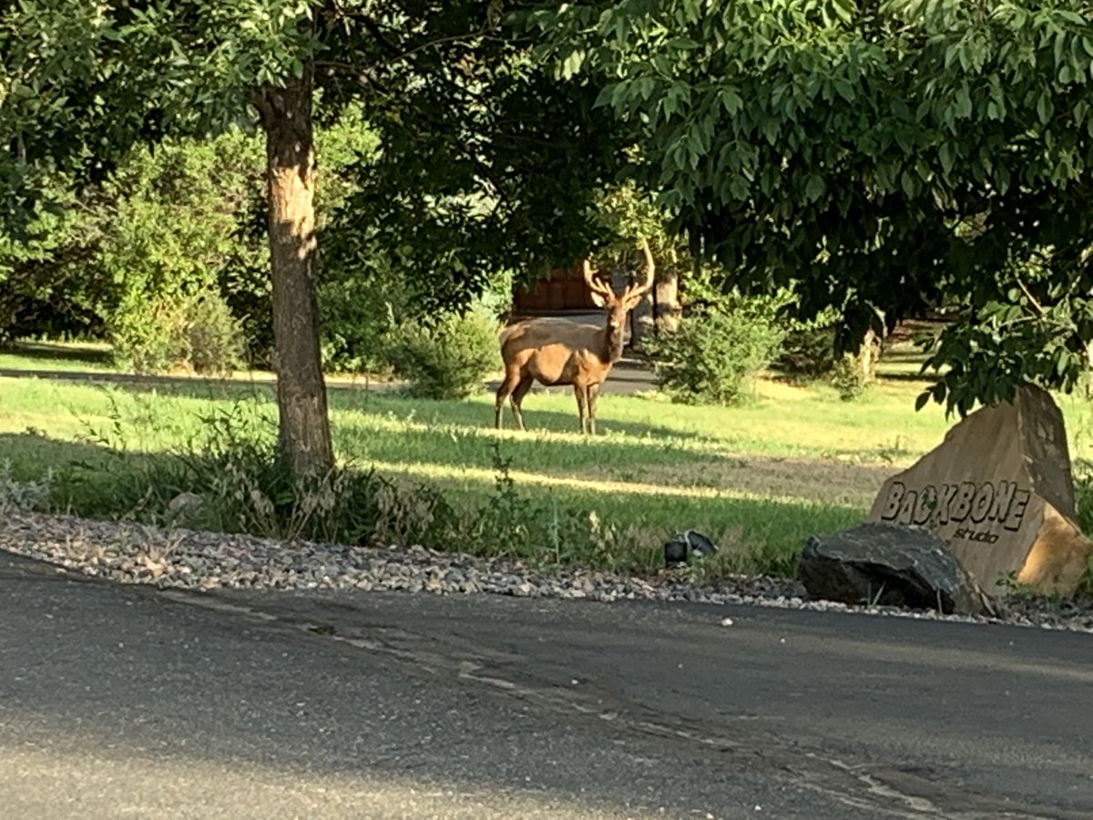 RobintobinTobin's tweet image. Visitor tonight. ❤️